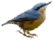 Pájaro azul - LVM